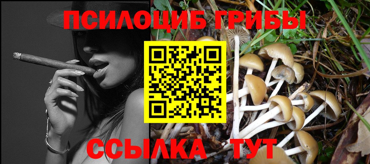 Псилоцибиновые грибы Cubensis  Заводоуковск 